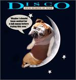 *Disco wearing our exclusive Tracking / Pulling / Agitation Leather Dog Harness For English Bulldog H5