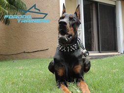 Doberman Has Excellent Look in Black Spiked Dog Collar