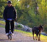 All Weather Doberman Harness of Water-proof Nylon