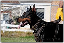 *Kourosh looks very stylish in Gorgeous Wide 2 Ply Leather Dog Collar - new Fashion Exclusive Design