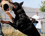 *Kourosh is in the process of training wearing Exclusive Luxury Handcrafted Padded Leather Dog Harness - H10