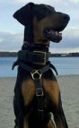 *Saxon shows Luxurious handcrafted leather dog harness - H7