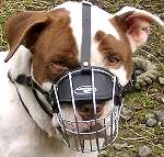 *Yogi wearing our exclusive Wire Basket Dog Muzzles Size Chart -American Staffordshire Terrier muzzle ;M4