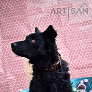 *Balto Looks Irrisitible in FDT Artisan Personalized Dog Collar