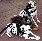 All Weather Nylon Dalmatian Harness for Tracking / Walking