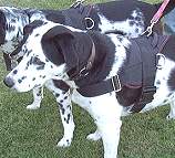 Any Weather Nylon Dog Harness Designed to Ft Dalmatian - H6_1