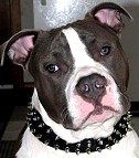 *Dozer wearing our exclusive Black Nylon Spiked Dog Collar - SN33