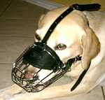 *Duke Labrador looks amazing in our Basket Wire Dog Muzzle Light - M4light