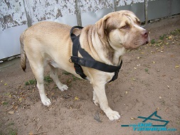 *Duke Presents Multifunctional Nylon Dog Harness for Daily Use
