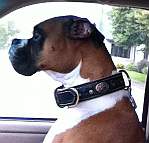 *Dupree feels proud of his Royal Nappa Padded Hand Made Leather Dog Collar - code C43
