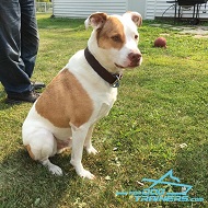 *Ringo Presents his Heavy Duty Leather Pitbull Collar