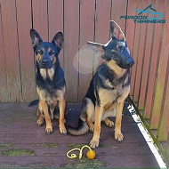 *Eli and Rylee German Shepherds Trying on Their Nylon Harness