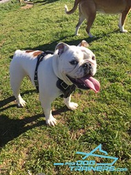 English Bulldog Leather Harness - Pictures from Customer