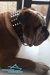 Studded Leather Dog Collar - Perfect Gear for English Bulldog