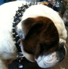 *Bruce has pleasant look in 20%Discount - 3 Rows Leather Spiked and Studded Dog Collar -S55