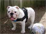 *Balah wearing our exclusive dog harness for tracking/pulling Designed to fit English Bulldog- H6