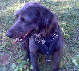 *Fratz wearing our exclusive Agitation / Protection / Attack Leather Dog Harness H1