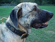 *Gabriel Looks Fantastic Wearing Royal Nappa Padded Hand Made Leather Dog Collar - code C43_1