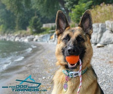 *Brynn Playing with Durable Rubber German Shepherd Ball on Rope
