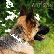 *Brynn Looks like a Super Star in Unique Design White Leather German Shepherd Collar