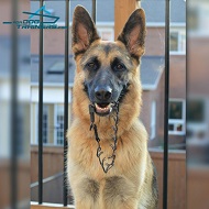 *Brynn German Shepherd with Pinch Dog Collar of Black Stainless Steel