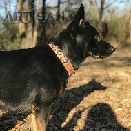 *Caesar German Shepherd Posing in Exclusive Leather Customized Dog Collar with Massive Plates