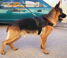 *Cooper Walking in Nylon German Shepherd Harness for Pulling and Tracking