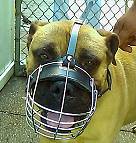 Gorgeous *HERCULES wearing our Wire Basket Dog Muzzles Size Chart - M4light