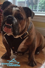 Best Harness for English Bulldog - Leather Dog Harness with Control Handle