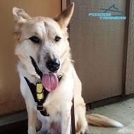 Leather Dog Harness with Handle - Best Design for Attack and Agitation Training