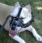*Honey Pit Bull looks Gorgeous wearing Wire Basket Dog Muzzle on - M4