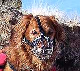 *Hunter wearing our exclusive Basket Wire Dog Muzzle Light - M4light