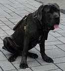 Gorgeous *Jupiter wearing our Exclusive Luxury Handcrafted Padded Leather Dog Harness