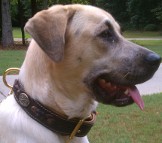 *Kahlua is stunning in New Brown Nappa Padded Hand Made Leather Dog Collar