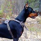 *Katya wearing our Agitation / Protection / Attack Leather Dog Harness H1