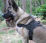 *Kimo Akita looking Great in All Weather Extra Strong Nylon Harness - H6