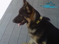 *Kino Presents his Vintage War Style Leather German Shepherd Collar