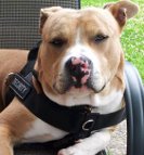 *Knox gained so much confidence due to Better control everyday all weather dog harness - H17