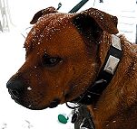 *Knuckles is wearing our War Design Dog Leather Dog Collar with Large Plates