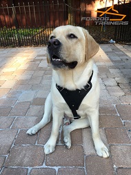 *Boomer in Exclusive Leather Dog Harness for Labrador Comfortable Training