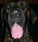 *Lana and Boris are showing off in 3 Rows Leather Spiked and Studded Dog Collar