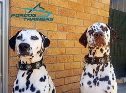 Lovely *Hamish and *Andy Presenting Black Leather Studded Dog Collar of Exclusive Design