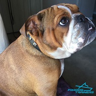 "Caterpillar Style" Leather Dog Collar with 1 Row Dotted Pyramids