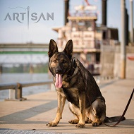 *Zasha Has a Perfect Look in Posh Leather German Shepherd Collar with Silvery Brooches