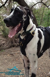 Great Dane Looks Awesome in Padded Leather Dog Harness