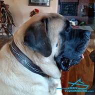 *Yogi Bear Wears Unusual Leather Mastiff Collar with Barbed Wire Painting