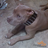 *Nyx in 2 Inch Wide Leather Dog Collar with Spikes and Studs