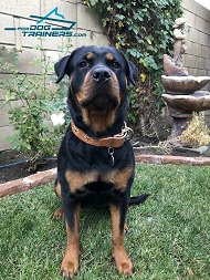 Gorgeous Rotty Demonstrates Leather Dog Collar of Best Quality