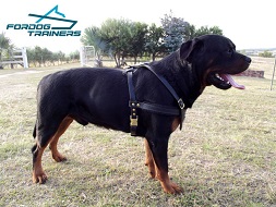 *Heimy Presents Superior Leather Rottweiler Harness from FDT