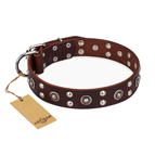 "Pirate Treasure" FDT Artisan Exciting Brown Leather Dog Collar with Studs